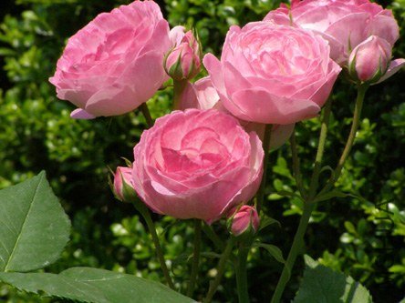 Mme. Pierre Oger.jpg