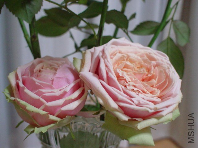 ���ǥ� ���ޥ�ƥ���.jpg