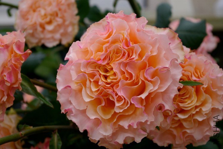 �饫��ѥͥ飺la Campanella.jpg