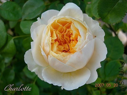 �Х� charlotte.jpg