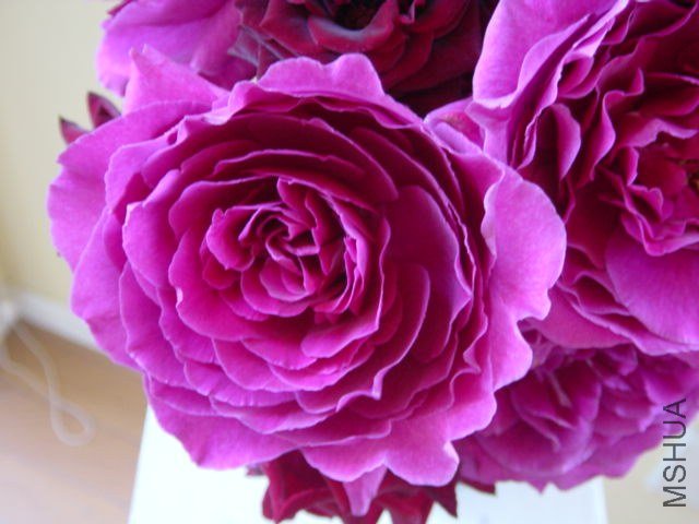 �Х� �ɥ�ޥ��å��쥤��.jpg