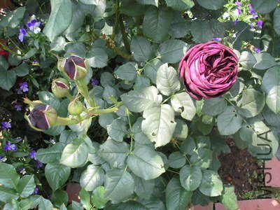 �Х� ����ȥԥ��`��.jpg