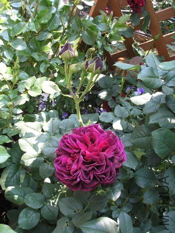 �Х� ����ȥԥ��`��1.jpg