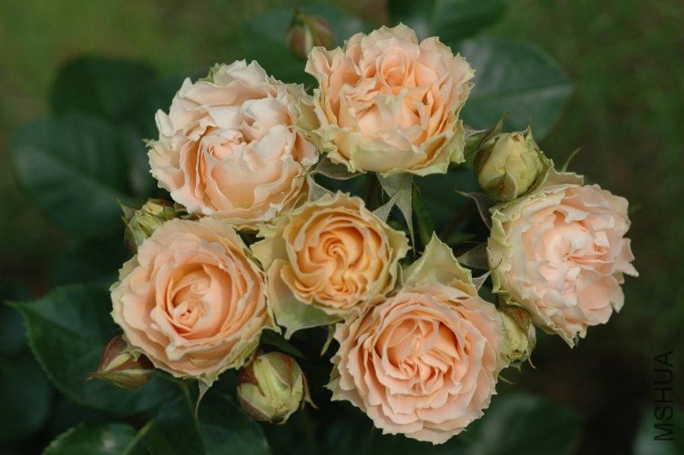 �Х� ����ƥ��`������`��.jpg