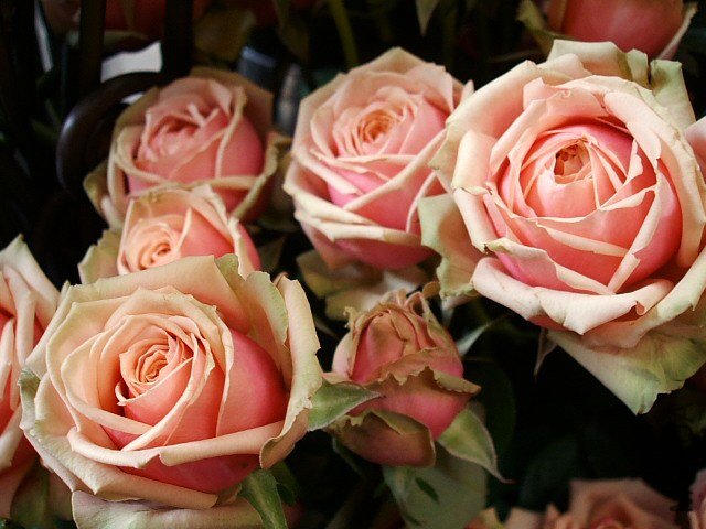 ���ǥ� ���ޥ�ƥ���1.jpg