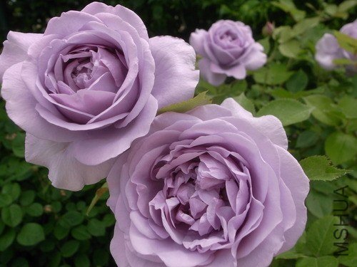 ���Τ֤��1 (2).jpg