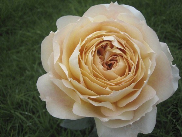 rose Caramel Antike2.jpg