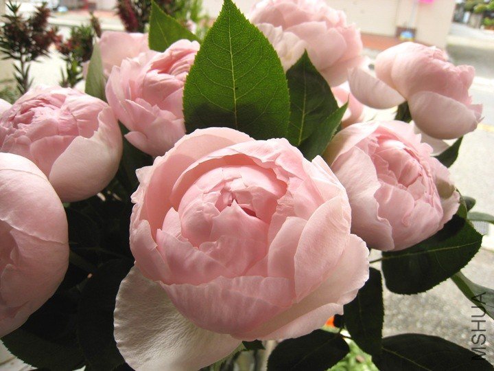 �Х� ����ȥ����ꥢ1.jpg