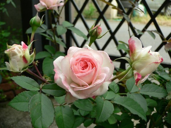 �Х� ��֥�`�⥢21.jpg