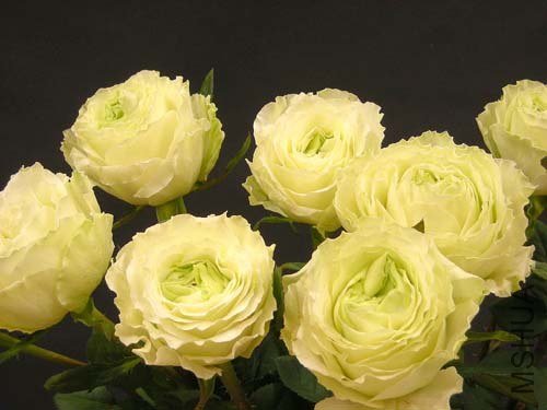 �Х� ���`�ȥ�����`�� (2).jpg