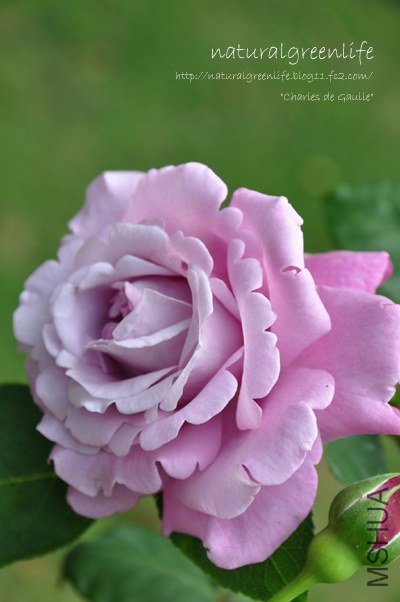 Charles de Gaulle �������롡�ɡ����`�룩.jpg