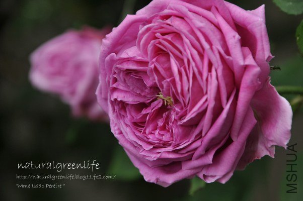 �ޥ��ࡡ�����`�����ڥ�`��  1.jpg