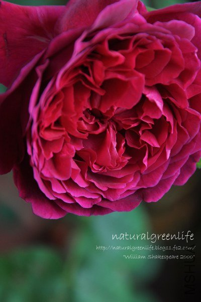 William Shakespeare 2000���������ꥢ�ॷ���`�����ԥ�2000��.jpg