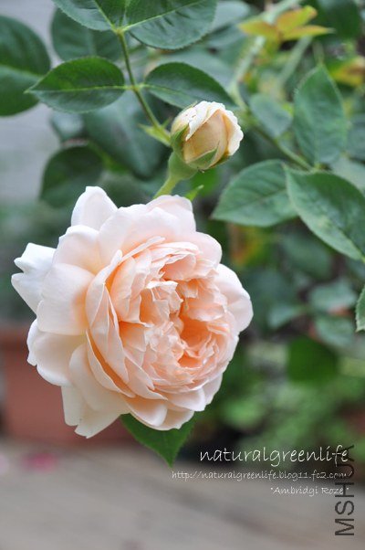 Ambridge Rose������֥�å����`��.jpg