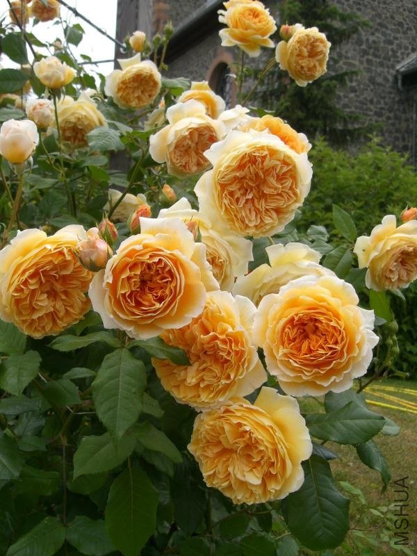Crown Princess Margareta.jpg