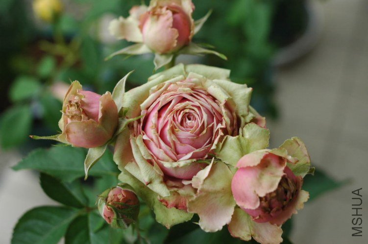 eden-\\'���ǥ� ���ޥ�ƥ���\\'.jpg