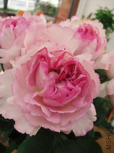 �Х� �ԥ󥯥����ԥ��å���.jpg