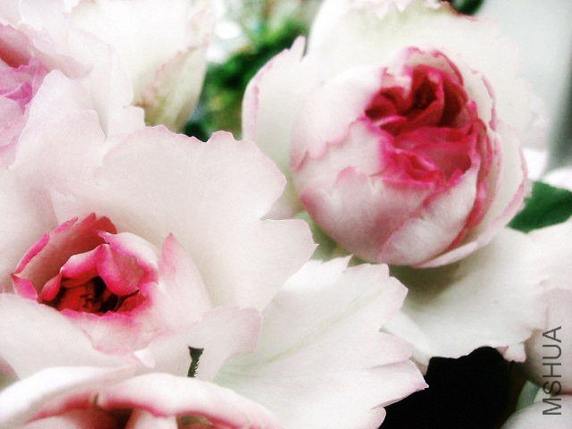 �Х� �ԥ󥯥����ԥ��å���1.jpg