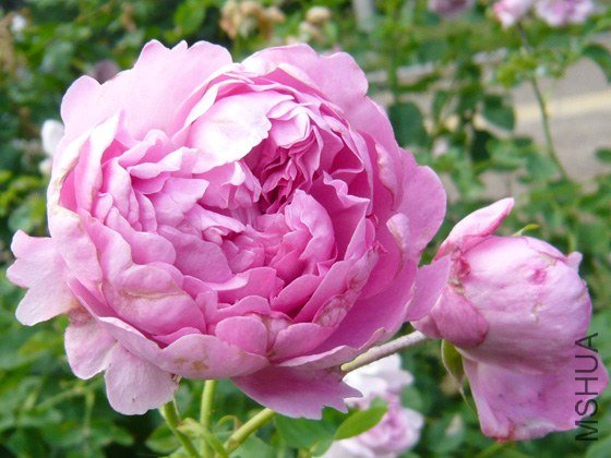 Charles Rennie Mackintosh3.jpg