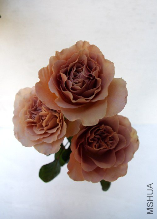 �Х� ���ե����3.jpg