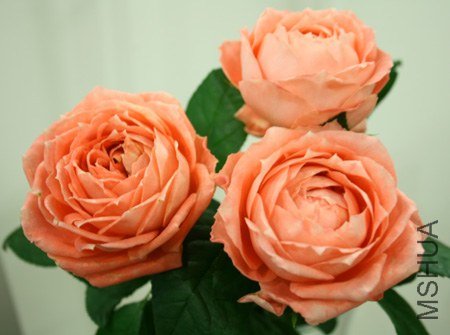 �Х�  �饷���.jpg