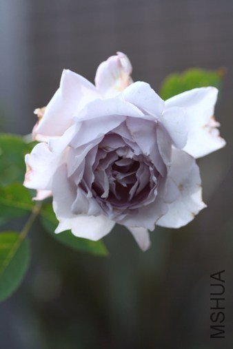 �Х� �륷�ե��`.jpg