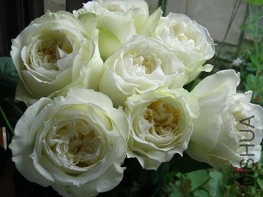 �Х� �����ɥ��`�֥�13.jpg