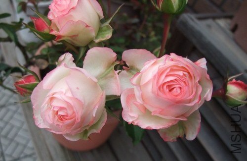 Tulipa \\'Shirley\\'.jpg