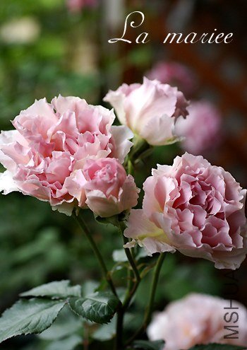 ��ޥꥨ1 (2).jpg