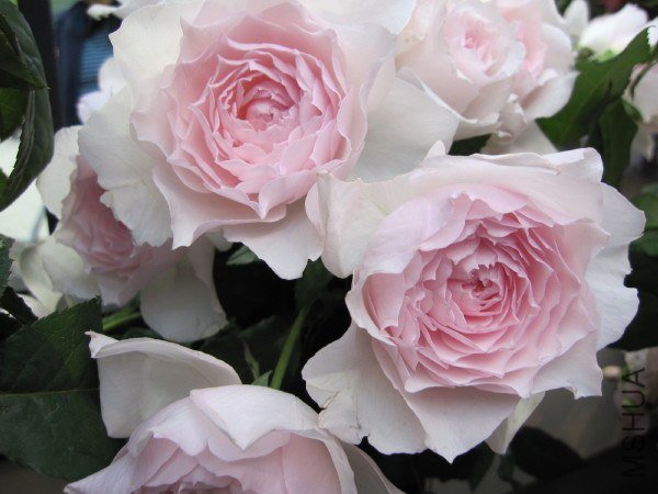 �Х� �ߤ���1.jpg