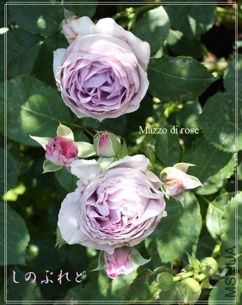 ���Τ֤�� 1.jpg