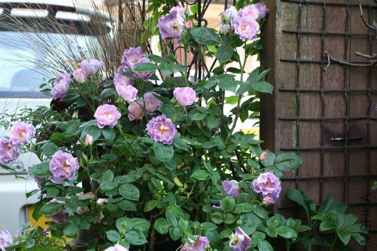 �Х� �֥�`�ե��`��`.jpg