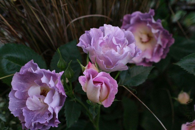 �Х� �֥�`�ե��`��`1.jpg