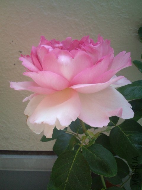 �Х� �֥�`�Щ`��.jpg