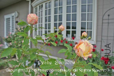 �Х� �ڥå���ܥ�ܥ�1.jpg