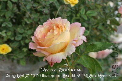 �Х� �ڥå���ܥ�ܥ�.jpg