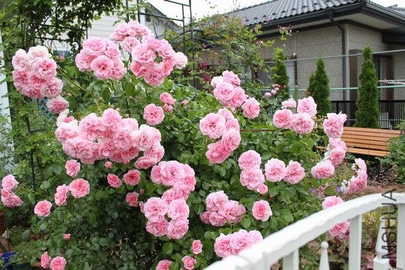 �Х� �۩`�ࣦ���`�ǥ�e5f.jpg