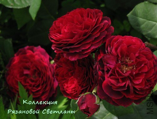 Astrid Grafin von Hardenberg, Tantau.jpg