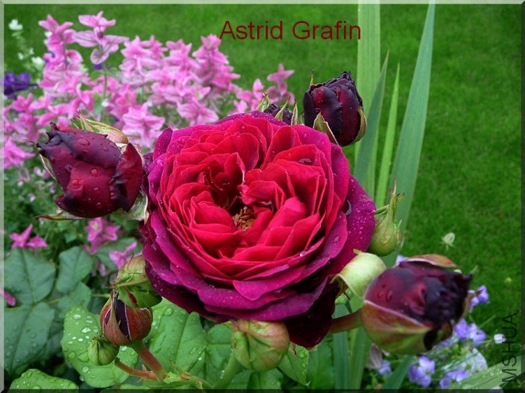 Astrid Grafin von Hardenberg, Tantau1.jpg