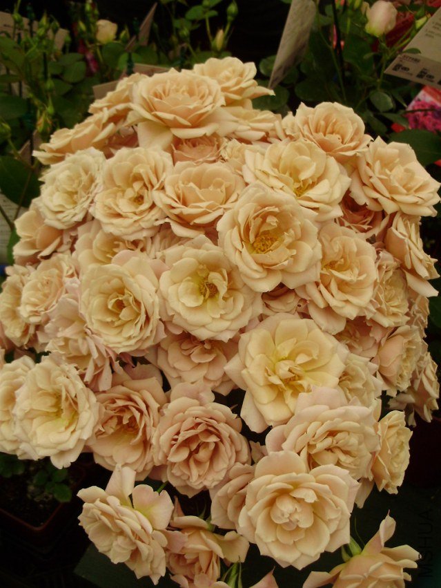 �Х� �����ꡡ.jpg