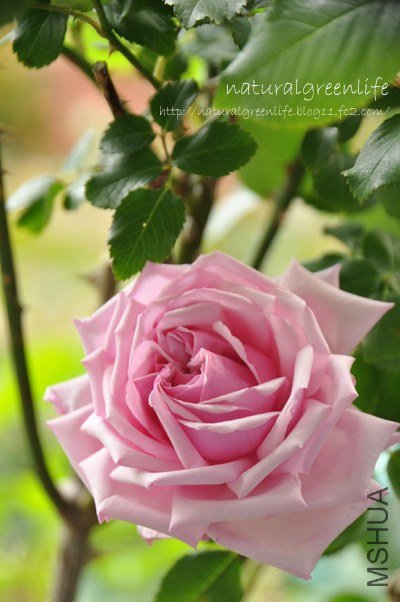 La France ����ե�󥹣�.jpg