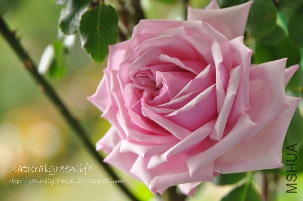 La France ����ե�󥹣�n.jpg