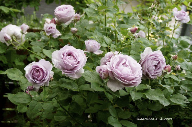 �Х� ���Τ֤��01.jpg