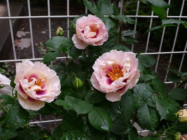 �Х� �������ե��`��`2.jpg