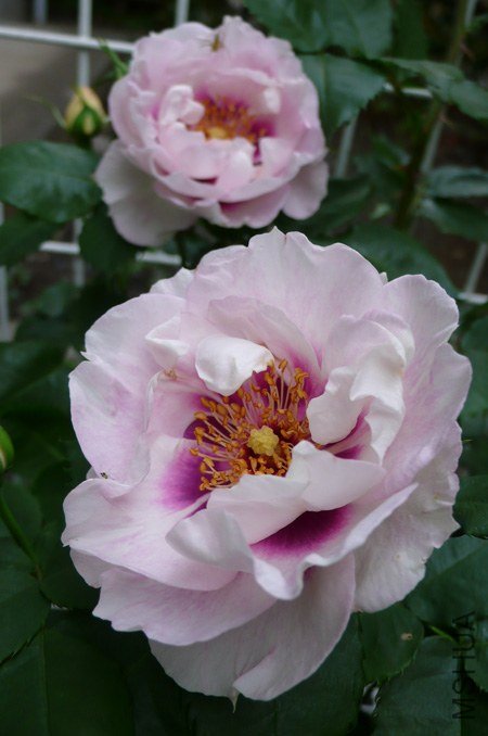 �Х� �������ե��`��`1.jpg