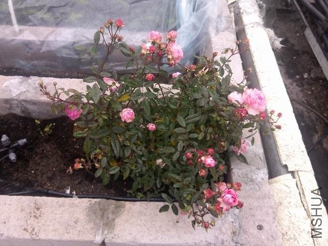 ������С IMG_20130131_141134.jpg