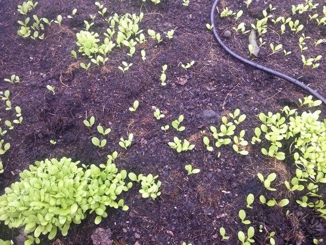 ������С IMG_20130131_141344.jpg