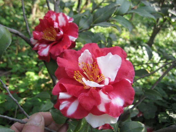 IMG_9817.jpg