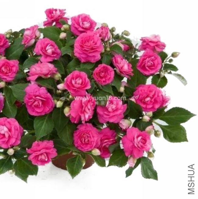�ذ���� ��ɫ����-1.jpg