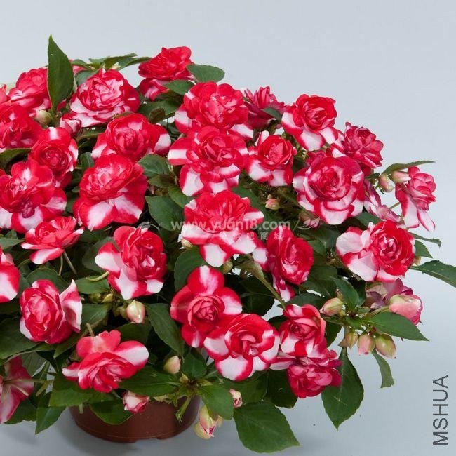 �ذ���� ˫ɫӣ��-1.jpg